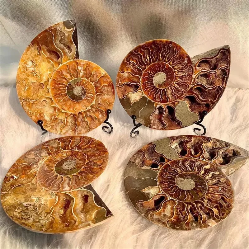 Natural Gemstone Mineral Ammonite Snail Fossils Crystal Slice - Angel Wing Display