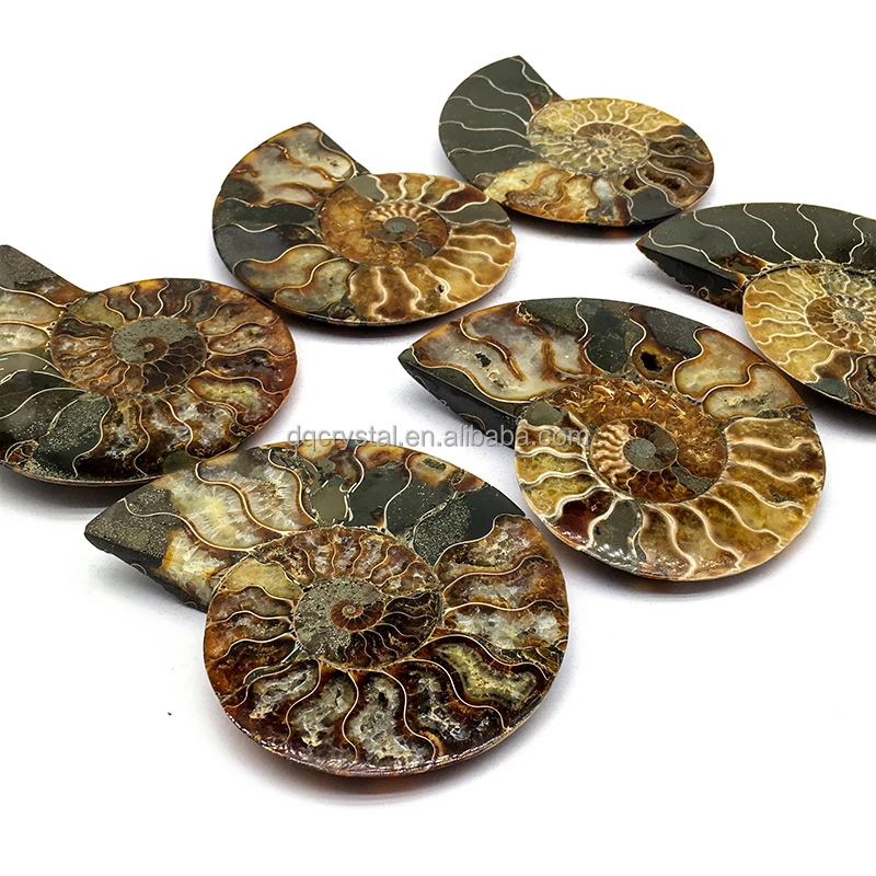 Wholesale High Quality Natural Ammonite Fossil Mineral Specimen Slice - Collector