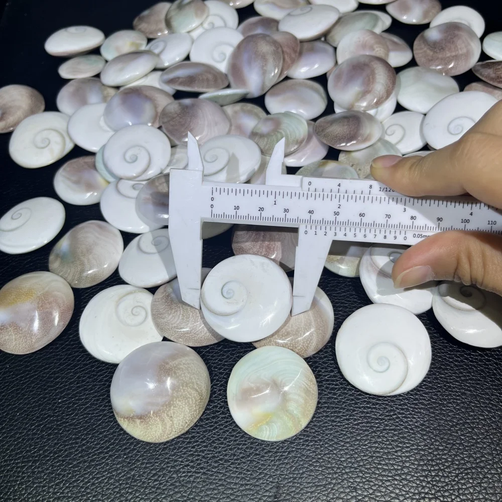 New Arrival Round Shape Natural Sun Shell Healing Crystal - Mineral Specimen Decor