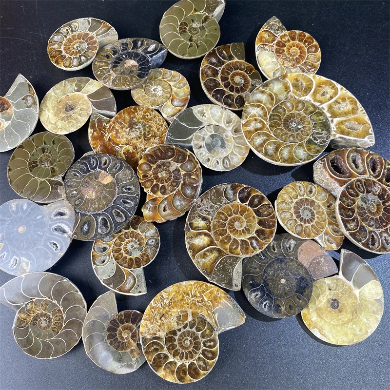 Wholesale Price Natural Raw Mineral Specimen Ammonite Fossil - Conch Fossil Art