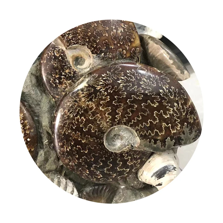 Wholesale Natural Ammonite Fossils Snail Mineral Specimen - Raw Fossil Stone Art