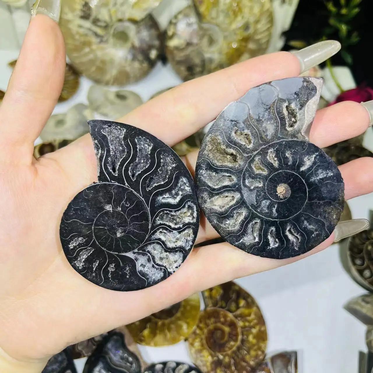 Hot Sale Natural Raw Crystal Ammonite Fossil Pair - Shell Cube Mineral Specimen