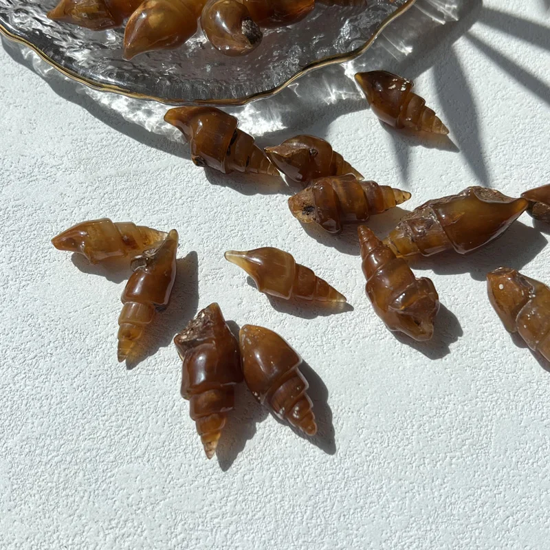 Hot Sales Polished Natural Snail Fossil Specimen - Healing Stone Exhibition Piece