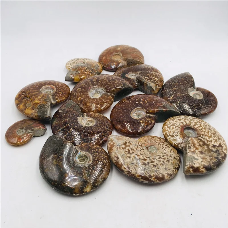 Natural Rainbow Ammonite Snail Mineral Specimens - Conch Fossil Home Display