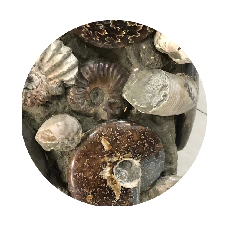 Wholesale Natural Ammonite Fossils Snail Mineral Specimen - Raw Fossil Stone Art