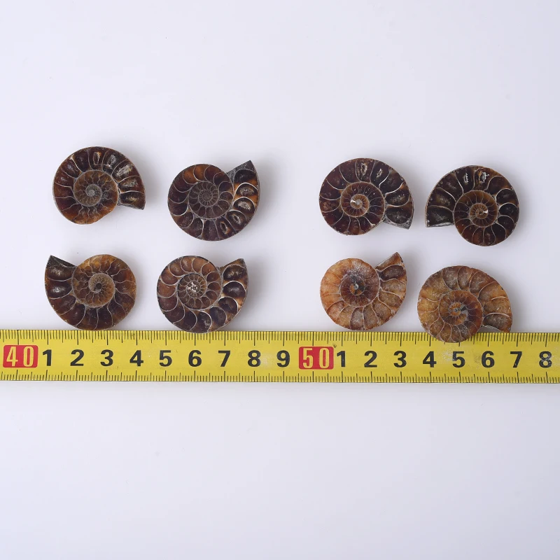 Natural Ammonite Fossil Mineral Specimen Slice - Snail Crystal Display Art