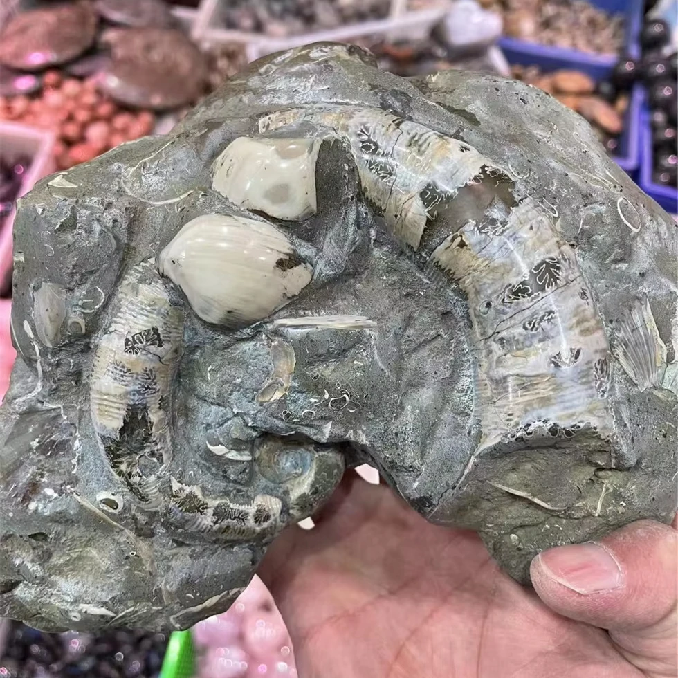 Natural Ammonite Fossil Mineral Specimen Slice - Striped Pattern Feng Shui Decor