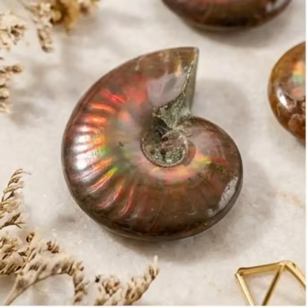 Crystal Collection Gift Iridescent Ammonite Fossil - Natural Mineral Specimen