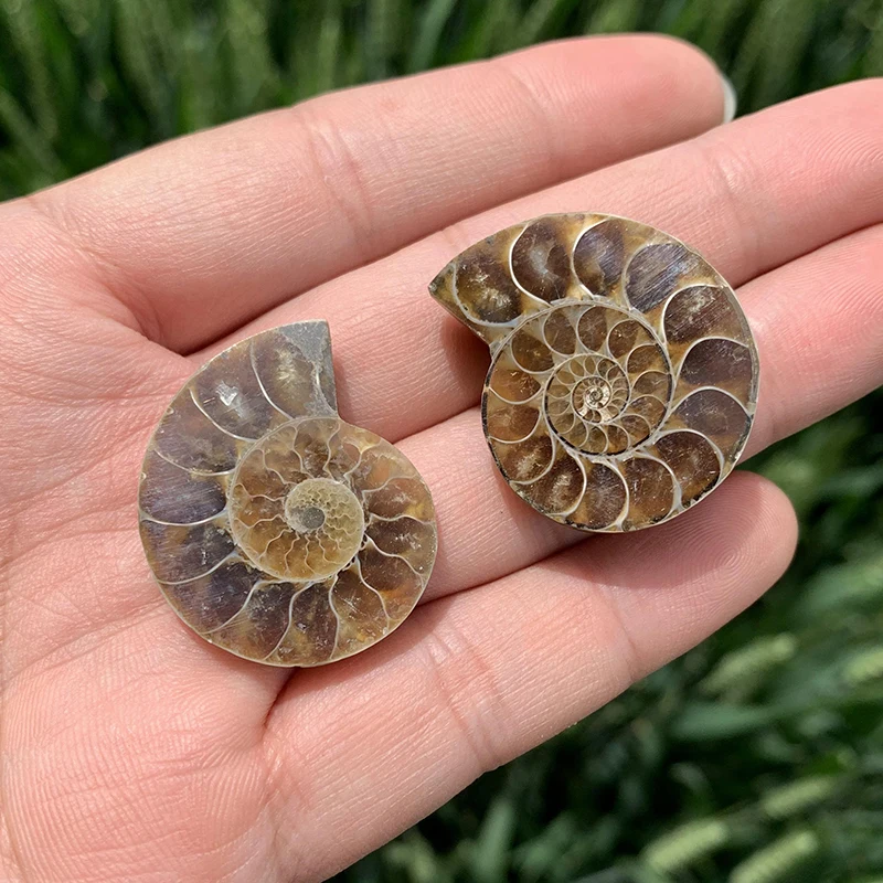 Natural Ammonite Fossil Mineral Specimen Slice - Snail Crystal Display Art