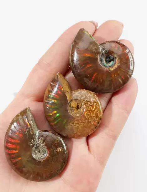Crystal Collection Gift Iridescent Ammonite Fossil - Natural Mineral Specimen