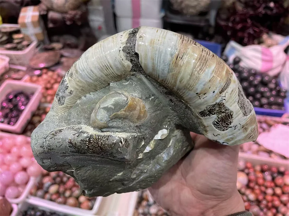 Natural Ammonite Fossil Mineral Specimen Slice - Striped Pattern Feng Shui Decor