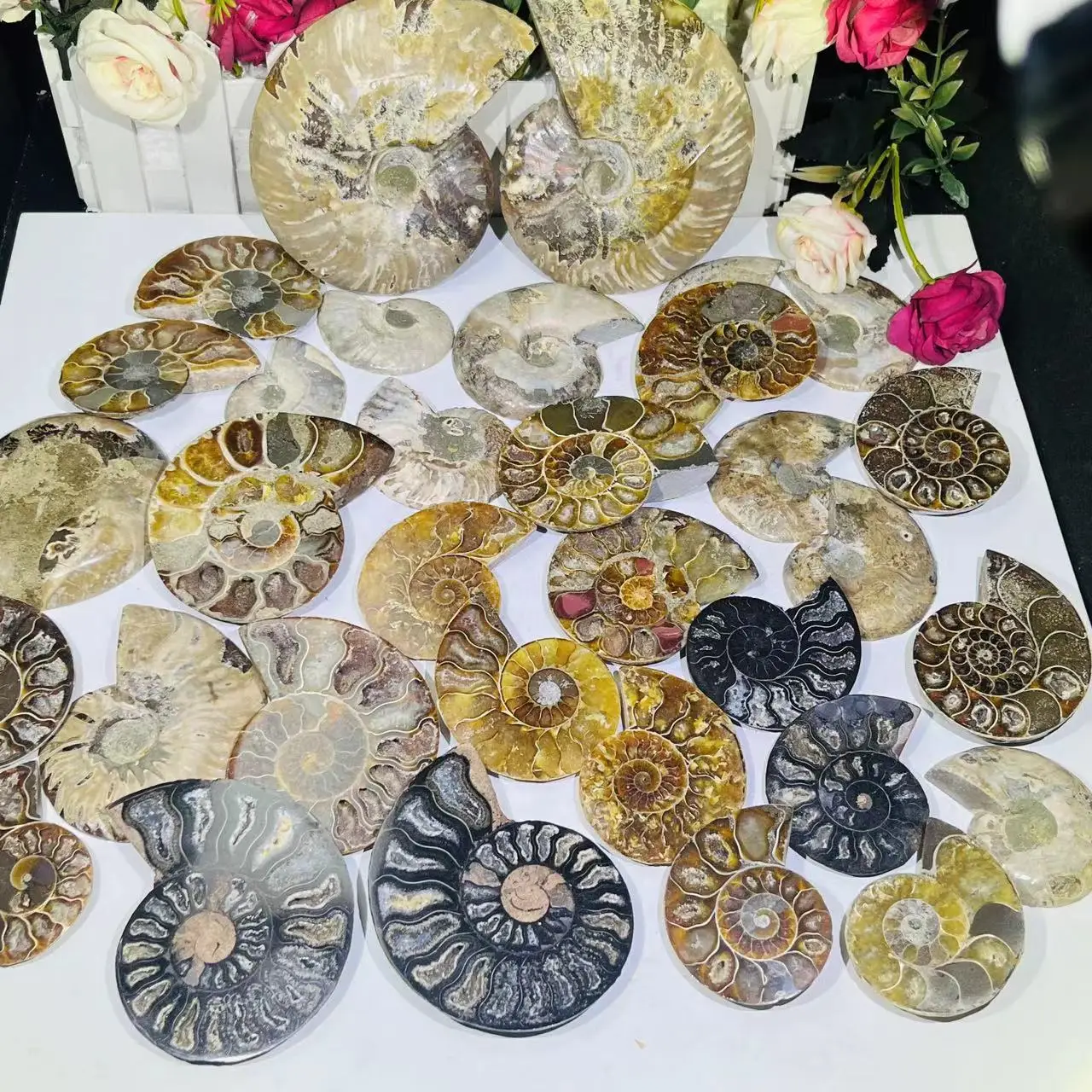 Hot Sale Natural Raw Crystal Ammonite Fossil Pair - Shell Cube Mineral Specimen