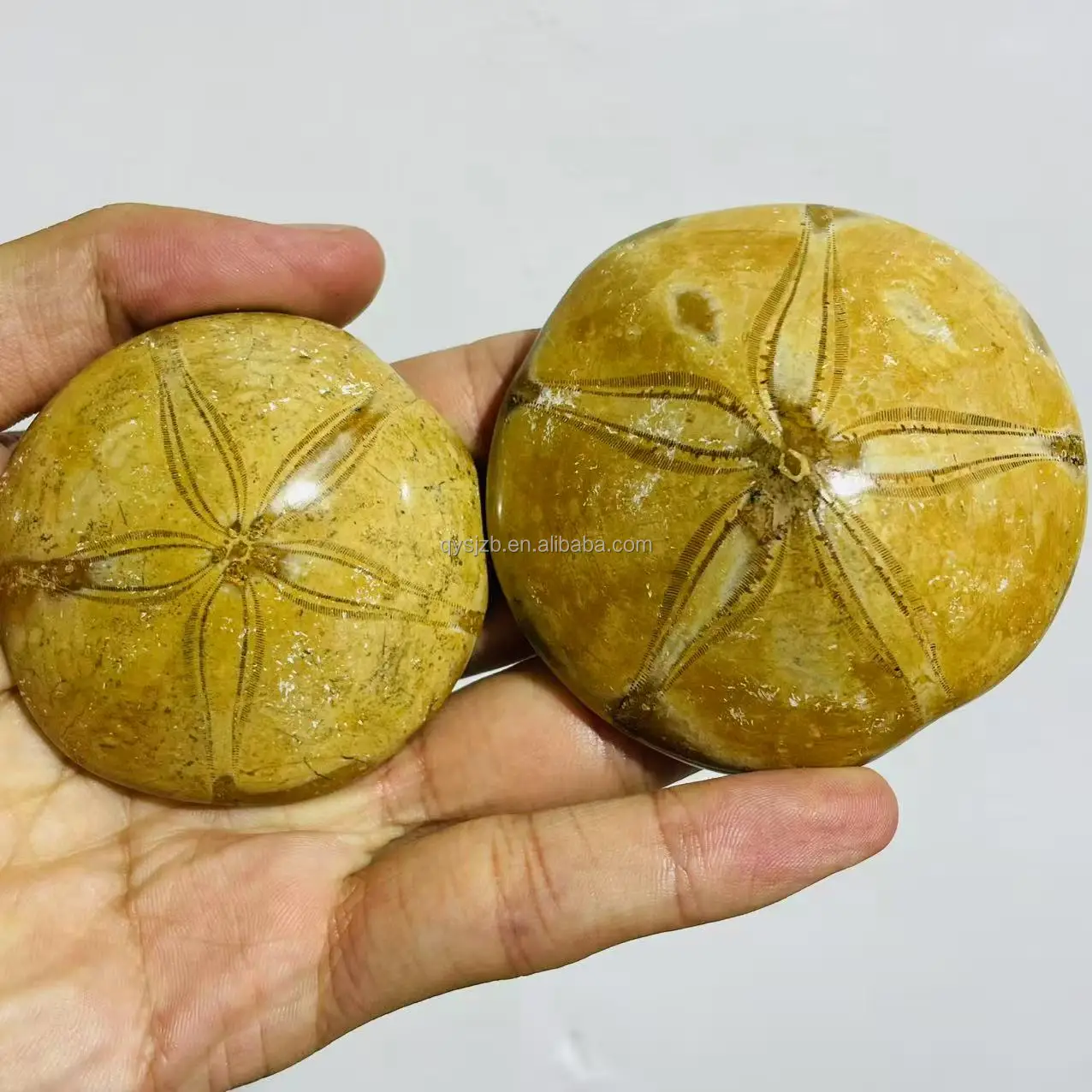 Sea Urchin Fossil Star Fish Well Preserved Echinoid - Natural Specimen Display
