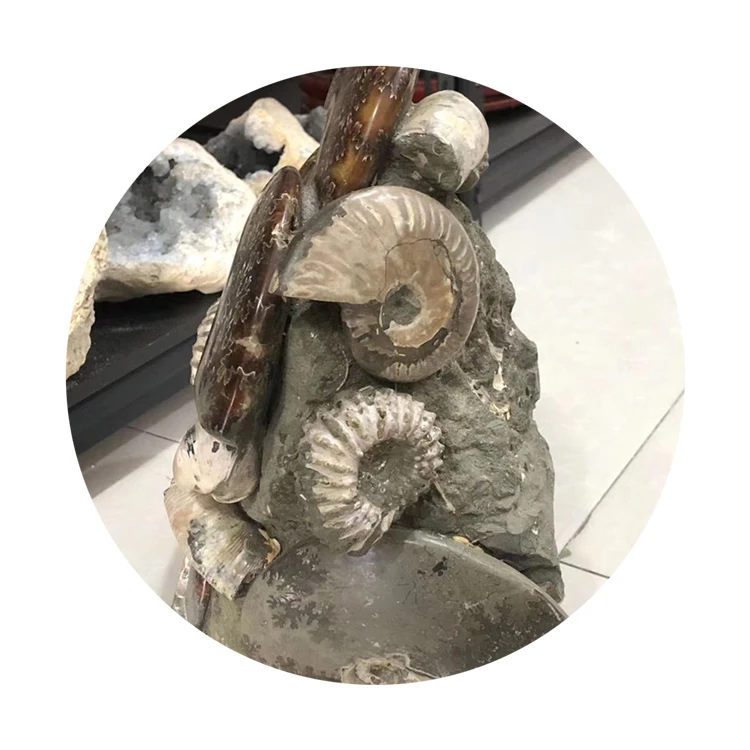 Wholesale Natural Ammonite Fossils Snail Mineral Specimen - Raw Fossil Stone Art