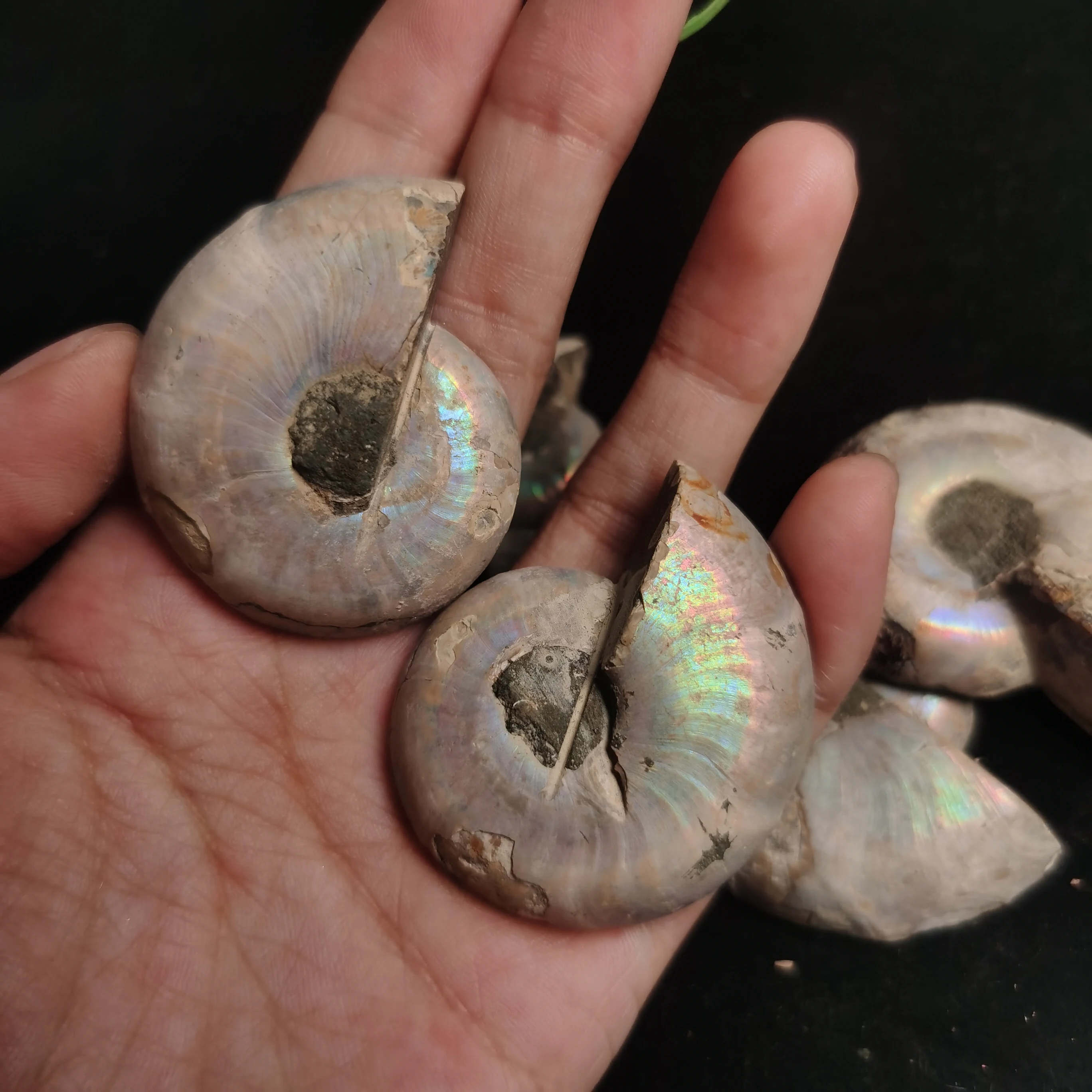 Wholesale Price Natural Raw Mineral Specimen Ammonite Fossil - Conch Fossil Art