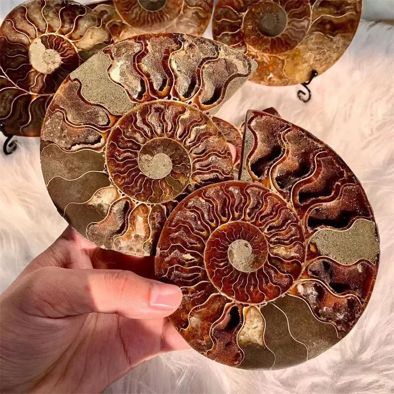 Natural Gemstone Mineral Ammonite Snail Fossils Crystal Slice - Angel Wing Display