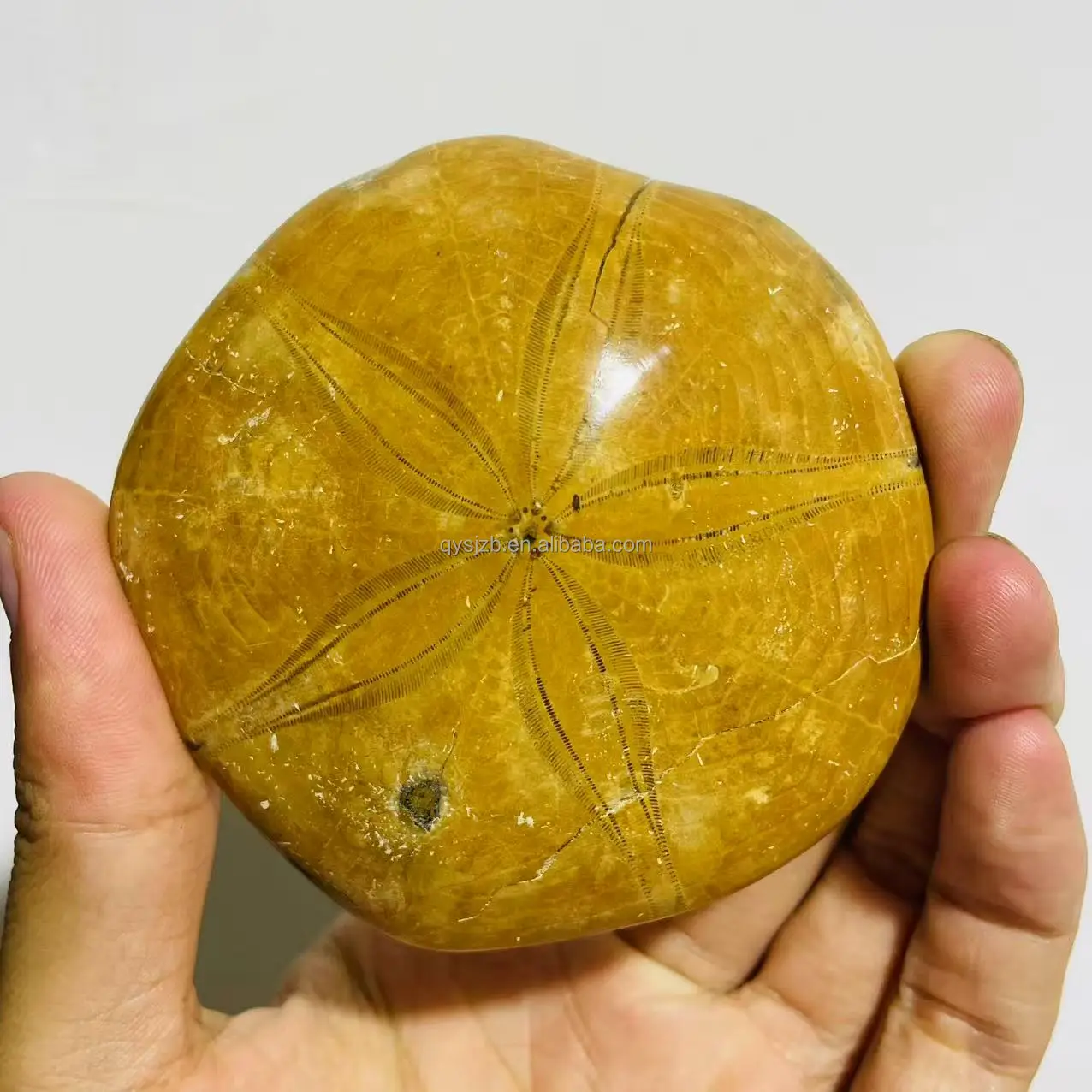 Sea Urchin Fossil Star Fish Well Preserved Echinoid - Natural Specimen Display