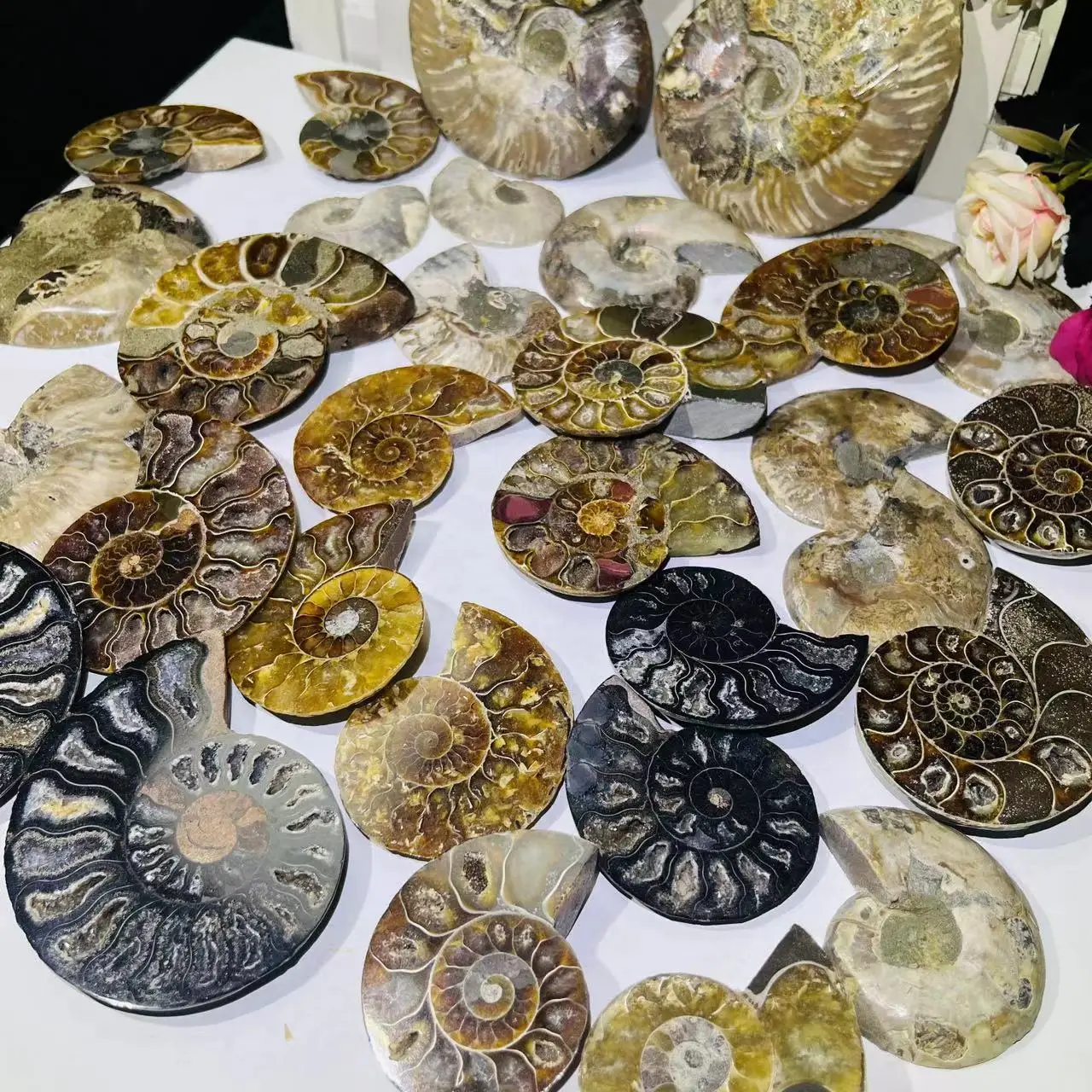 Hot Sale Natural Raw Crystal Ammonite Fossil Pair - Shell Cube Mineral Specimen
