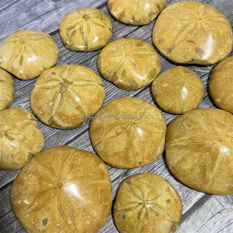 Sea Urchin Fossil Star Fish Well Preserved Echinoid - Natural Specimen Display