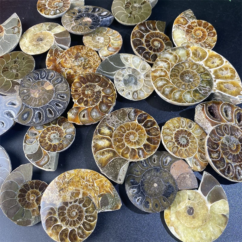 Wholesale Price Natural Raw Mineral Specimen Ammonite Fossil - Conch Fossil Art