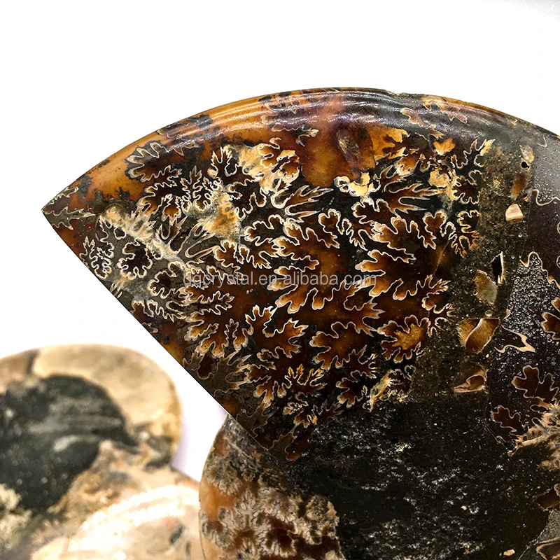 Wholesale High Quality Natural Ammonite Fossil Mineral Specimen Slice - Collector