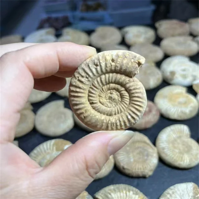 Wholesale Sisterstone Jiangsu Mineral Crystals Healing Stones - Specimen Home Art