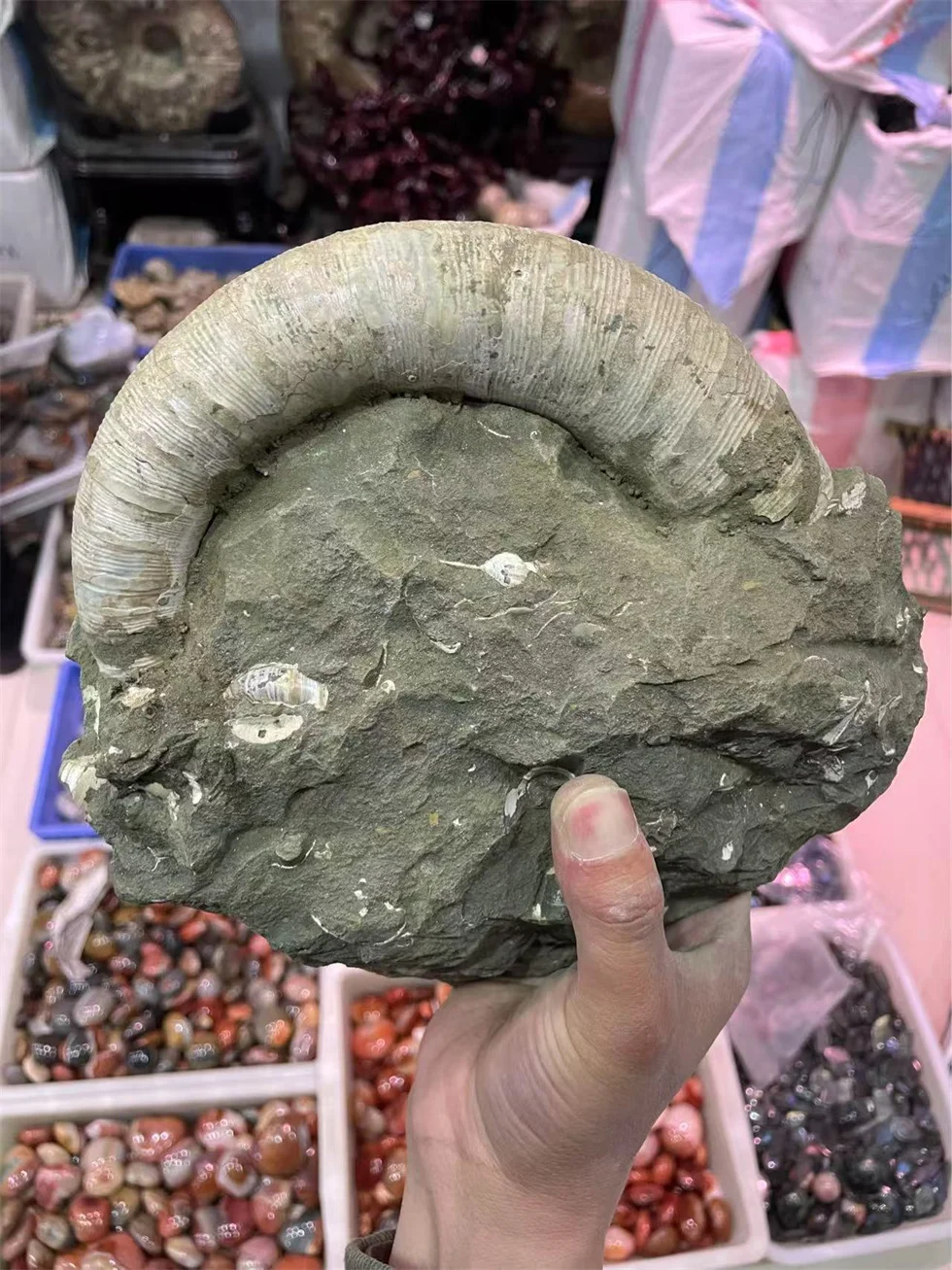 Natural Ammonite Fossil Mineral Specimen Slice - Striped Pattern Feng Shui Decor