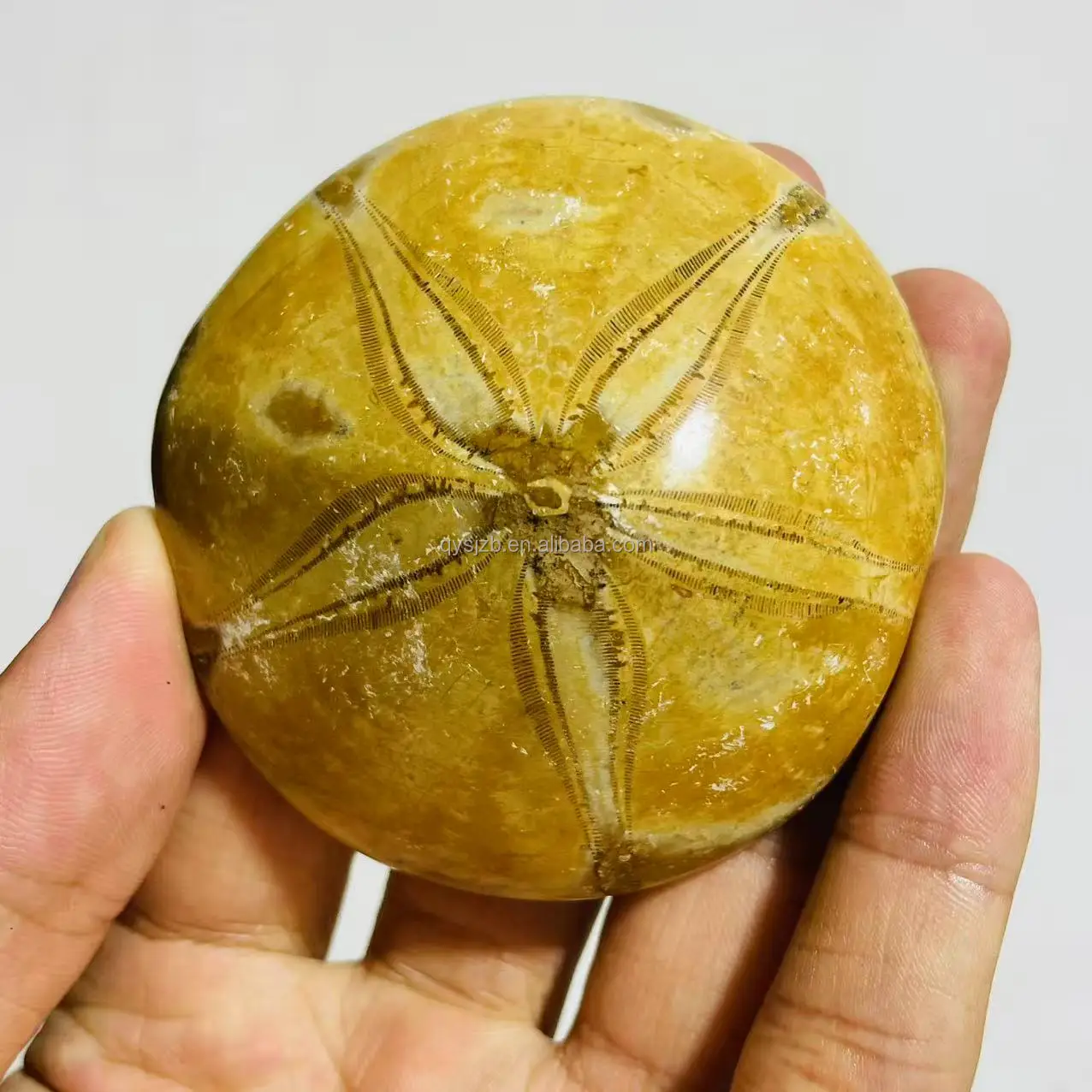 Sea Urchin Fossil Star Fish Well Preserved Echinoid - Natural Specimen Display