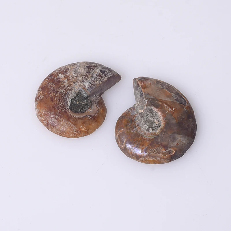 Natural Ammonite Fossil Mineral Specimen Slice - Snail Crystal Display Art