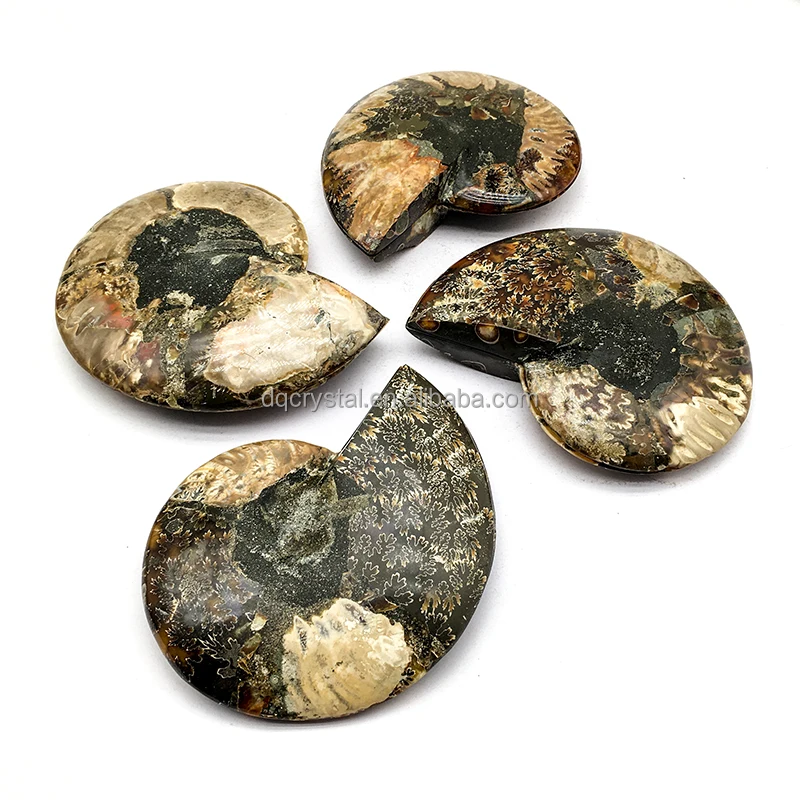 Wholesale High Quality Natural Ammonite Fossil Mineral Specimen Slice - Collector
