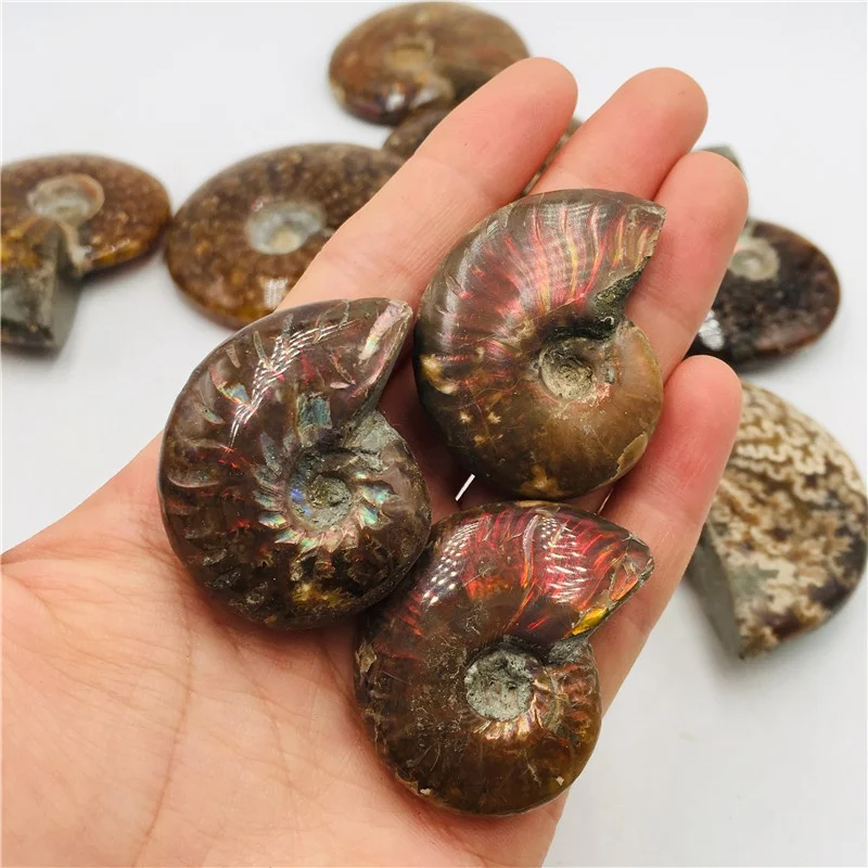 Natural Rainbow Ammonite Snail Mineral Specimens - Conch Fossil Home Display