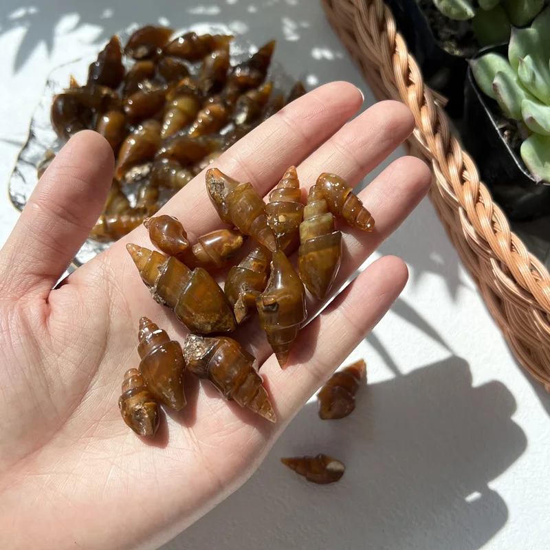 Hot Sales Polished Natural Snail Fossil Specimen - Healing Stone Exhibition Piece