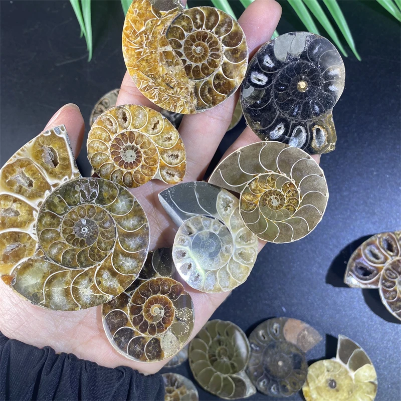 Wholesale Price Natural Raw Mineral Specimen Ammonite Fossil - Conch Fossil Art