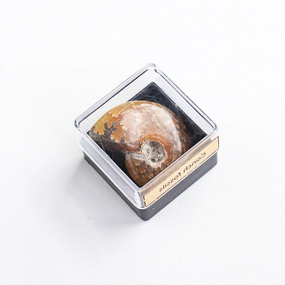 New Arrival Natural Mineral Specimen Set - Healing Stone Crystals Amethyst Collection