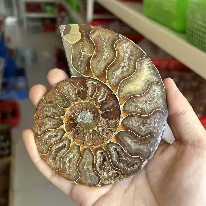 Natural Gemstone Mineral Ammonite Snail Fossils Crystal Slice - Angel Wing Display