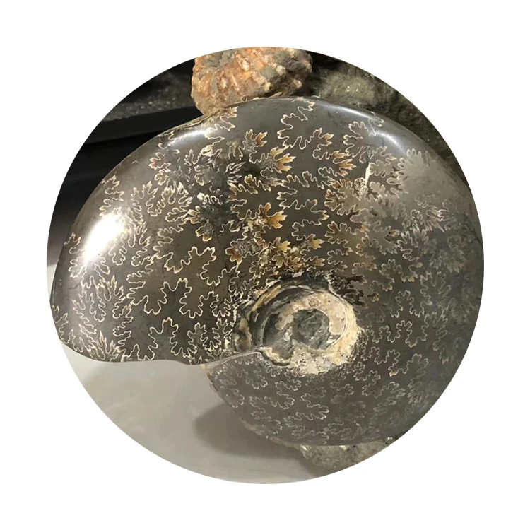 Wholesale Natural Ammonite Fossils Snail Mineral Specimen - Raw Fossil Stone Art