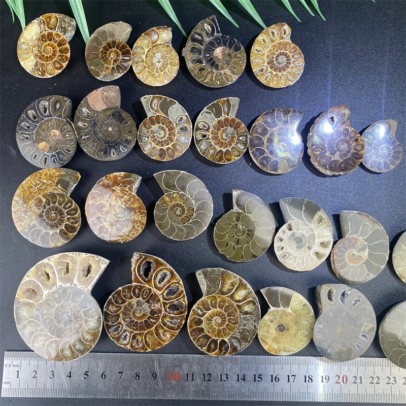 Wholesale Price Natural Raw Mineral Specimen Ammonite Fossil - Conch Fossil Art