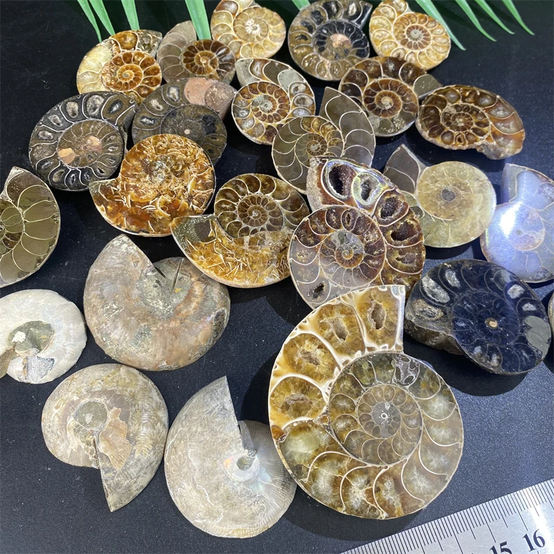 Wholesale Price Natural Raw Mineral Specimen Ammonite Fossil - Conch Fossil Art