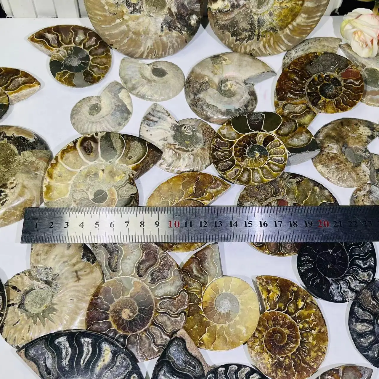 Hot Sale Natural Raw Crystal Ammonite Fossil Pair - Shell Cube Mineral Specimen