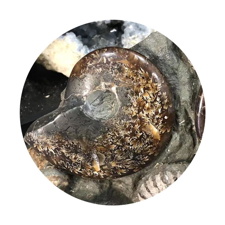 Wholesale Natural Ammonite Fossils Snail Mineral Specimen - Raw Fossil Stone Art