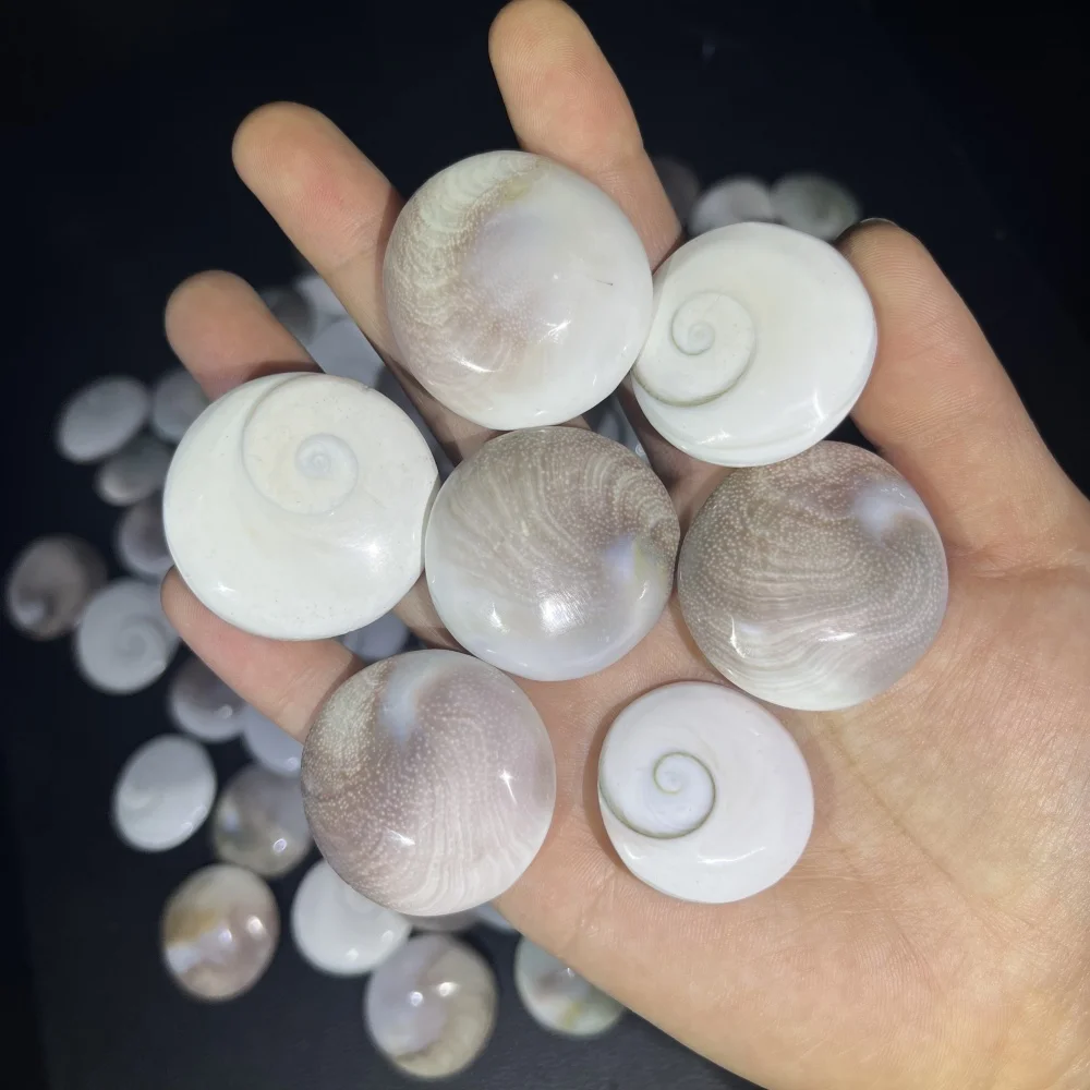 New Arrival Round Shape Natural Sun Shell Healing Crystal - Mineral Specimen Decor