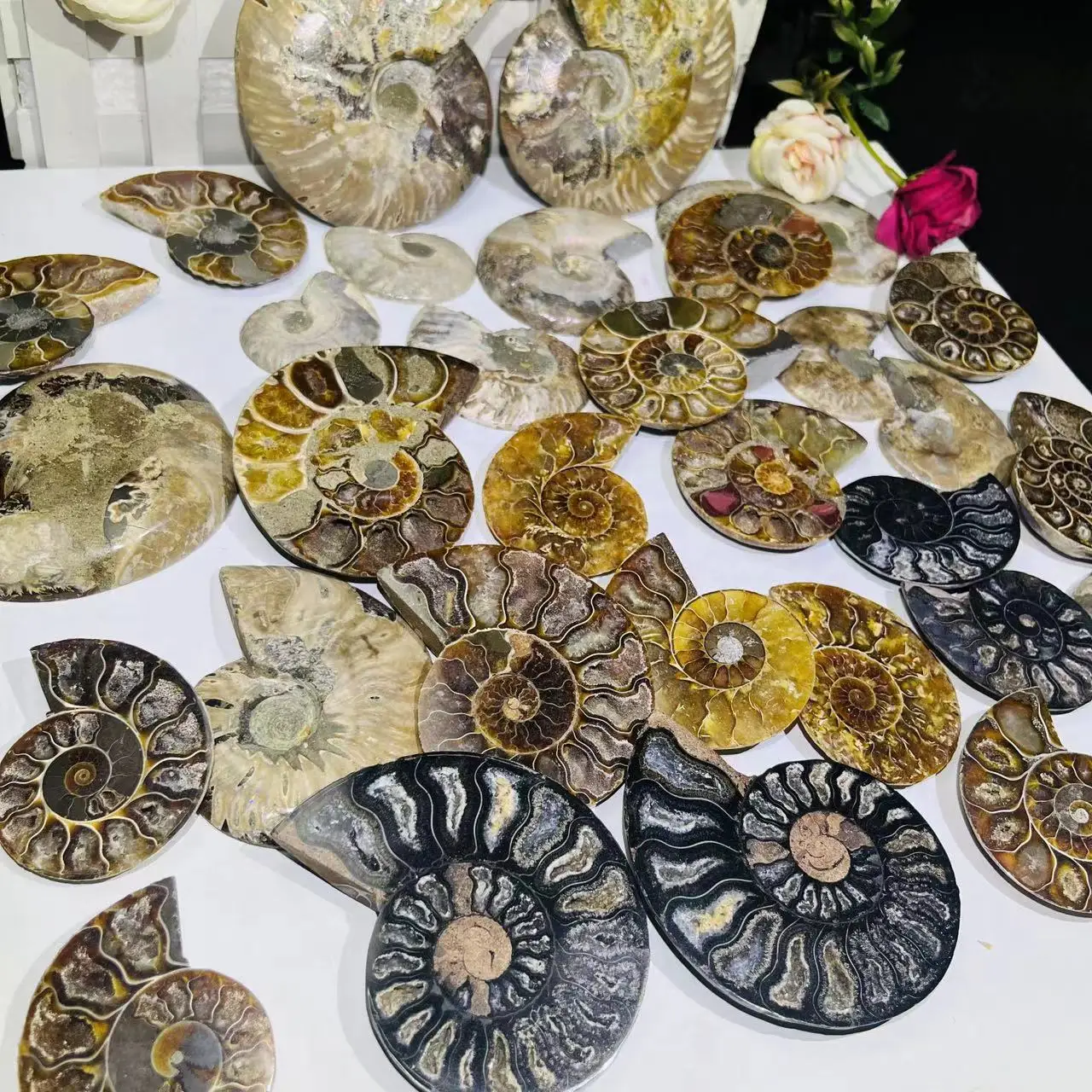 Hot Sale Natural Raw Crystal Ammonite Fossil Pair - Shell Cube Mineral Specimen