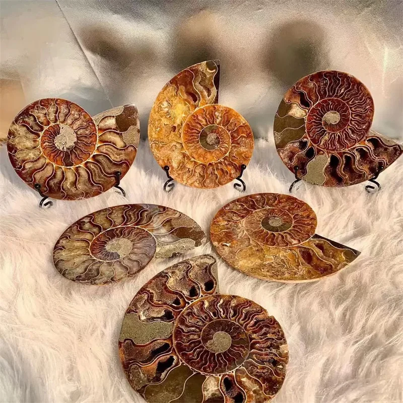 Natural Gemstone Mineral Ammonite Snail Fossils Crystal Slice - Angel Wing Display