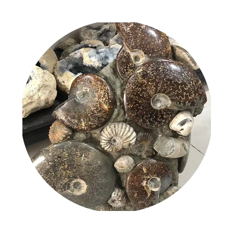 Wholesale Natural Ammonite Fossils Snail Mineral Specimen - Raw Fossil Stone Art