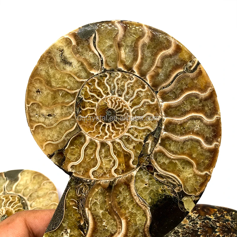Wholesale High Quality Natural Ammonite Fossil Mineral Specimen Slice - Collector