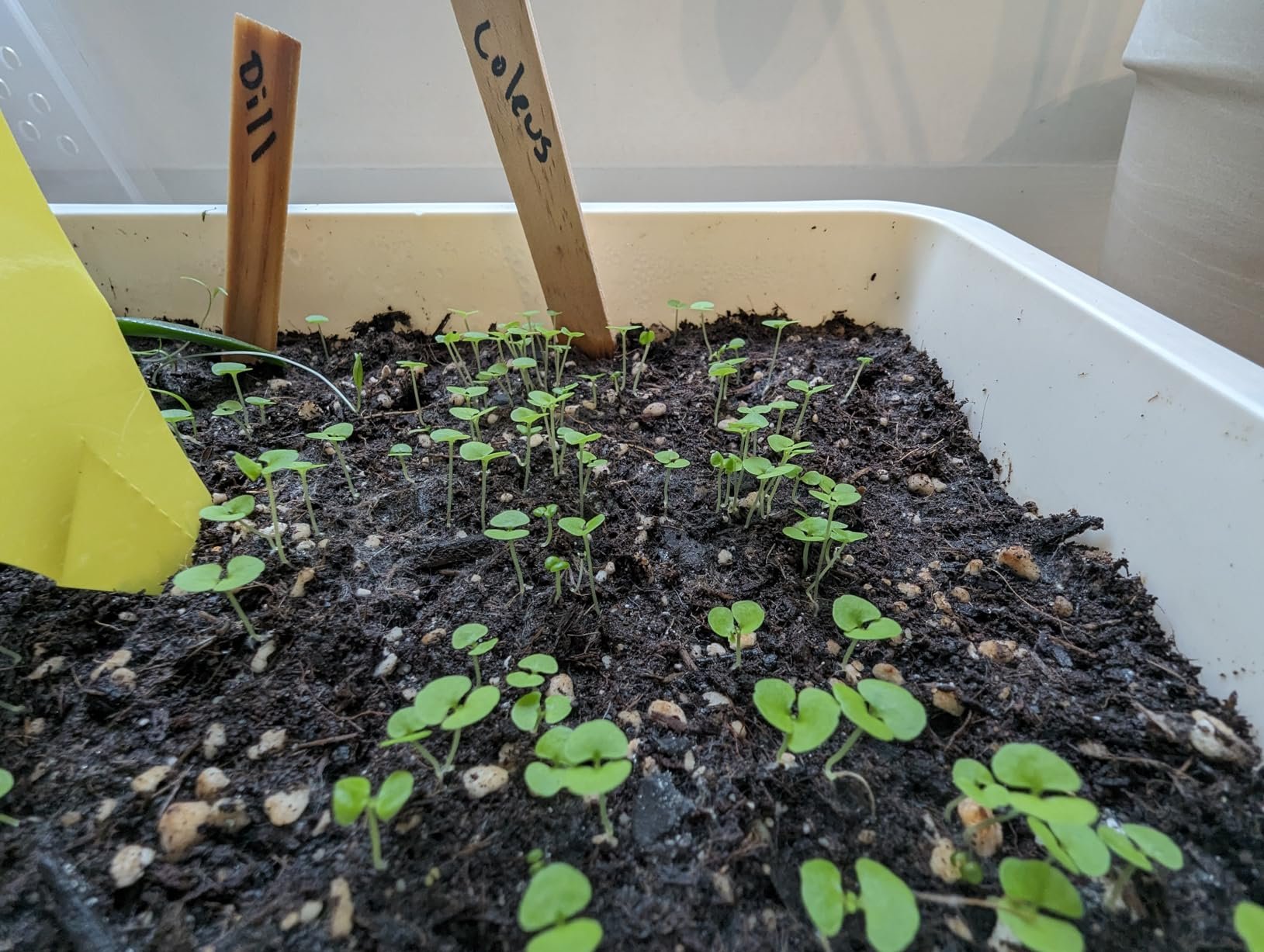 Lots of seeds and high success rate