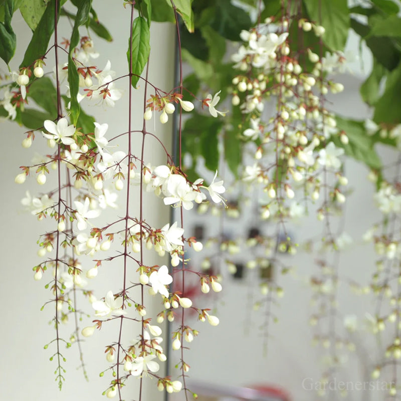 🌼Rare Trailing Jasmine Seeds🪴Super easy to care - It keeps blooming even in winter！