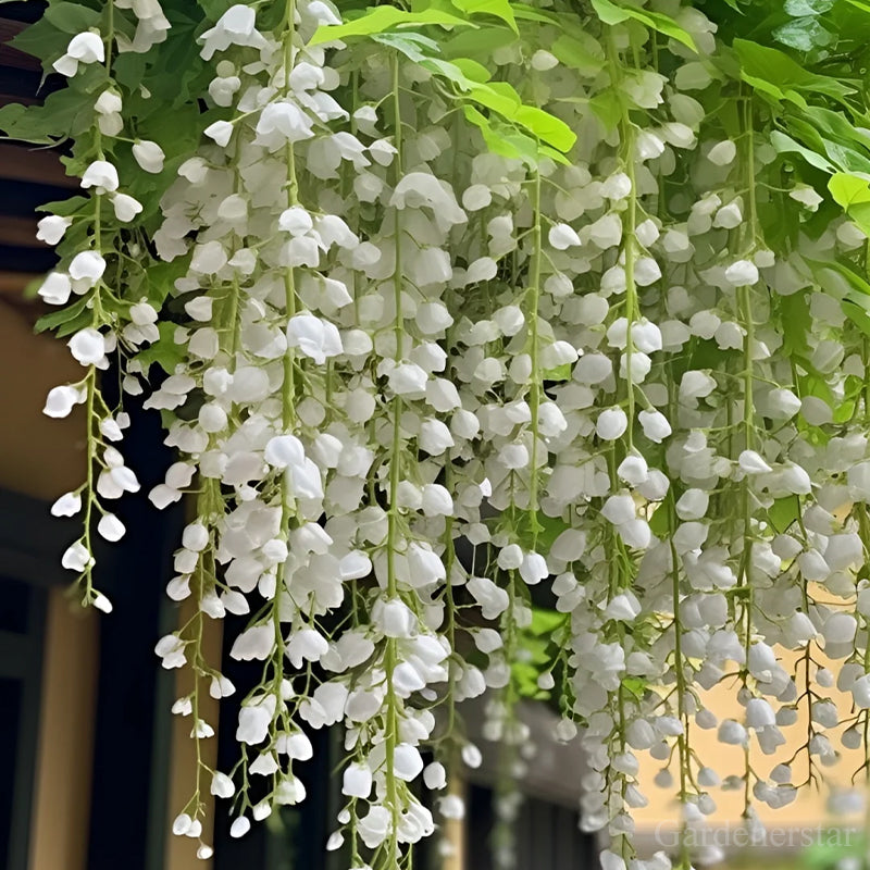 🌼Rare Trailing Jasmine Seeds🪴Super easy to care - It keeps blooming even in winter！