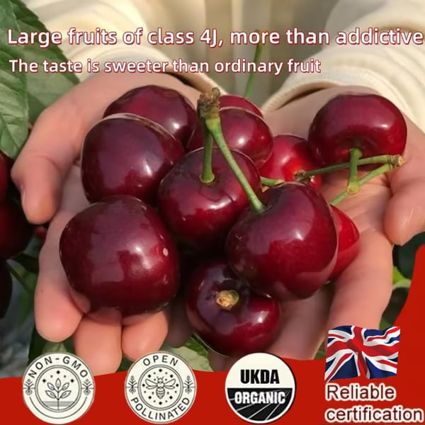 🌳LIMITED-TIME BUY 1 GET 1 FREE🍒Cherry Seeds—Ideal for Gardens & Containers