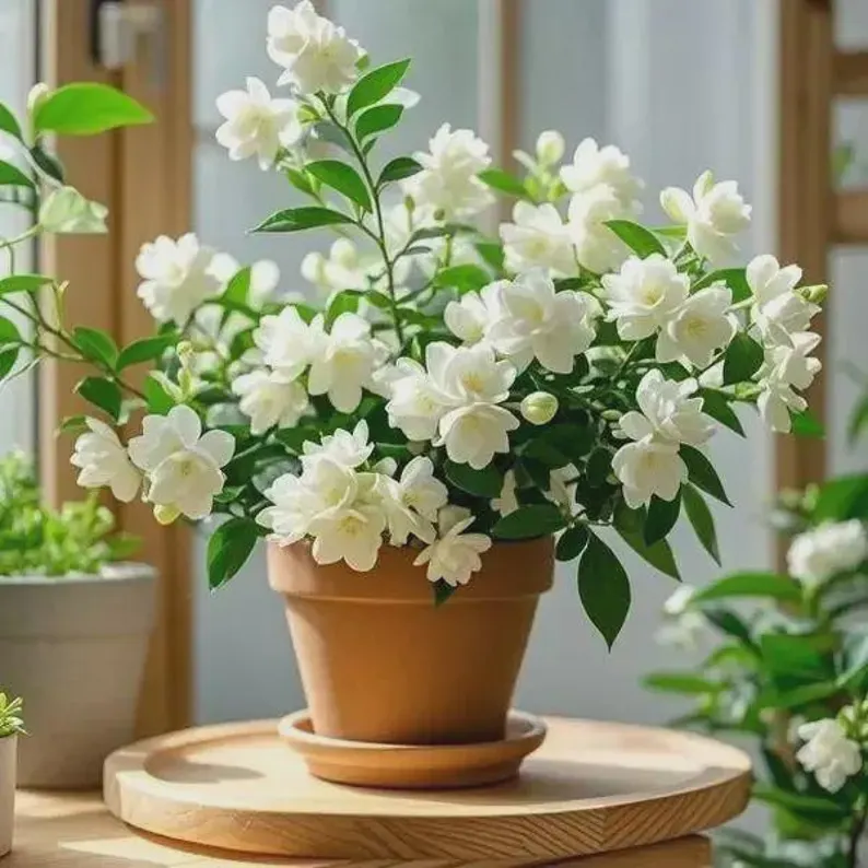 🌼Rare Trailing Jasmine Seeds🪴Super easy to care - It keeps blooming even in winter！